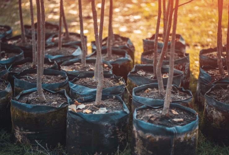 Offsetting carbon emissions through tree planting