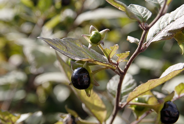 Nightshade berry