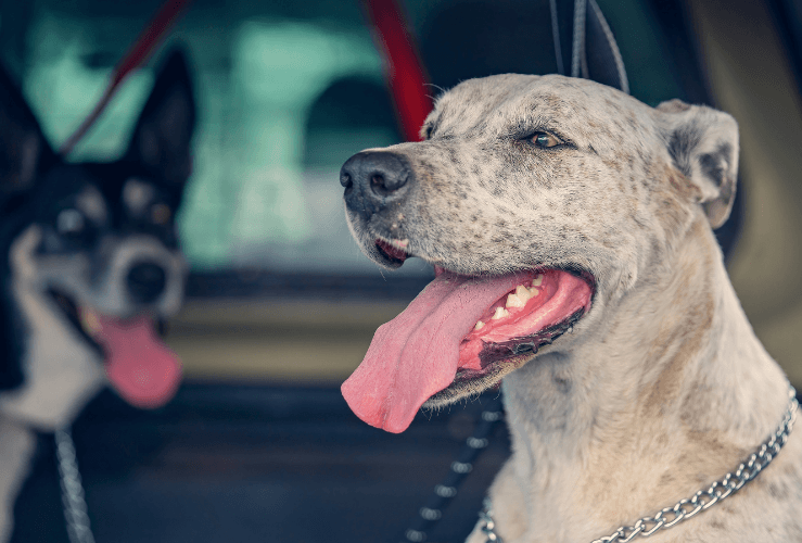 Panting dog left in hot car