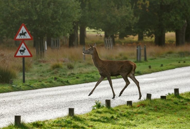 Deer crossing the road