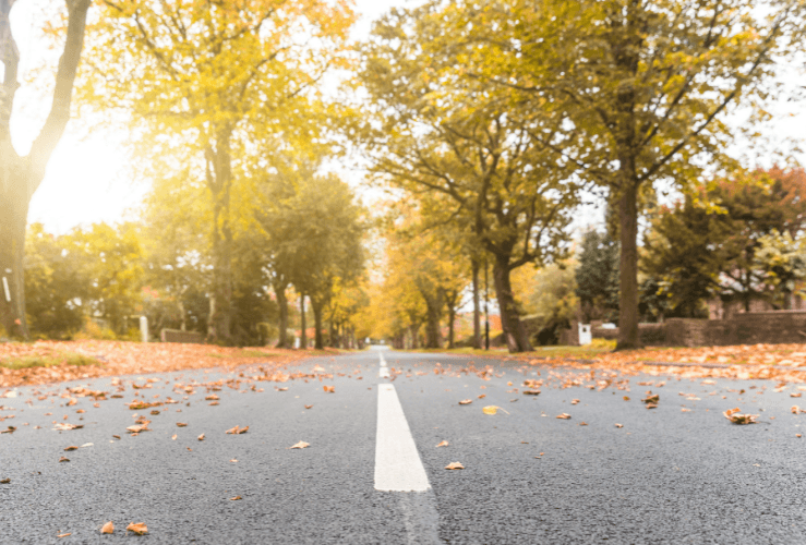 Autumn leaves on road